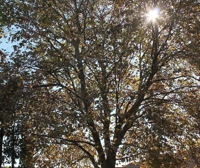 ホテル Sir Francis Drake