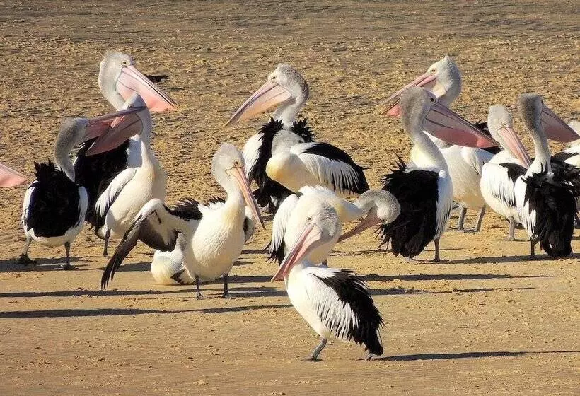 Отель Pelican Sands Scamander