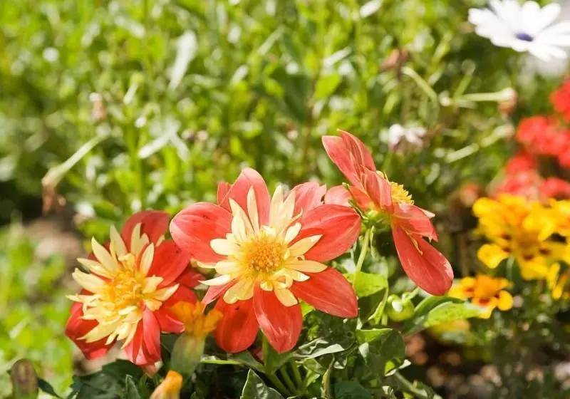 Historic Hotel Falken