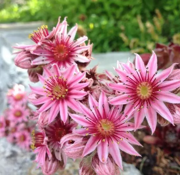 فندق Restaurant Rätia