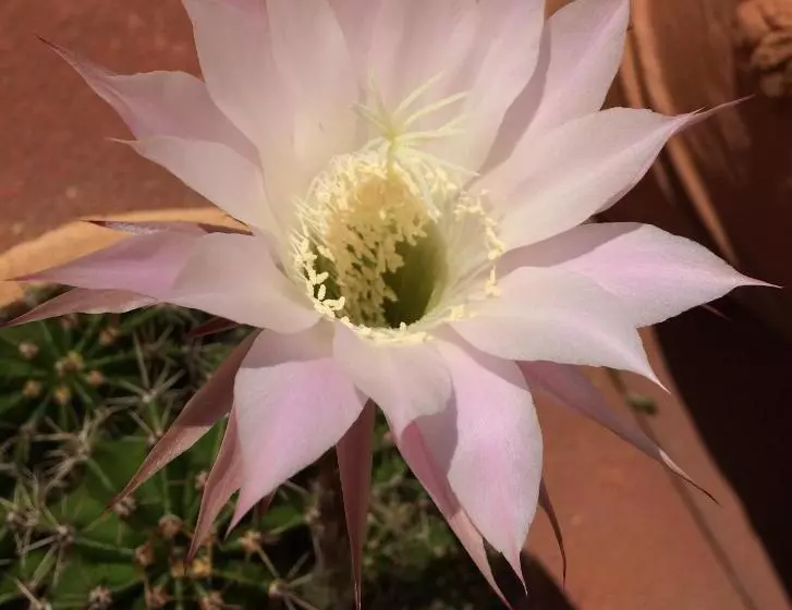 فندق Restaurant Rätia