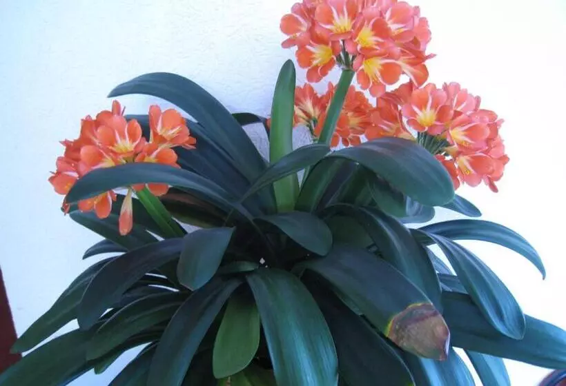 בית מלון כפרי Restaurant Sonnenhof