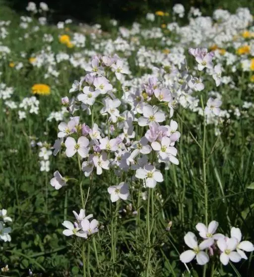 Rhönhotel Alte Mühle