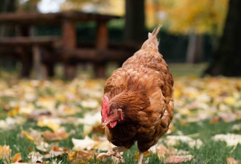 Novotel Domaine de Maffliers Paris Val D' Oise