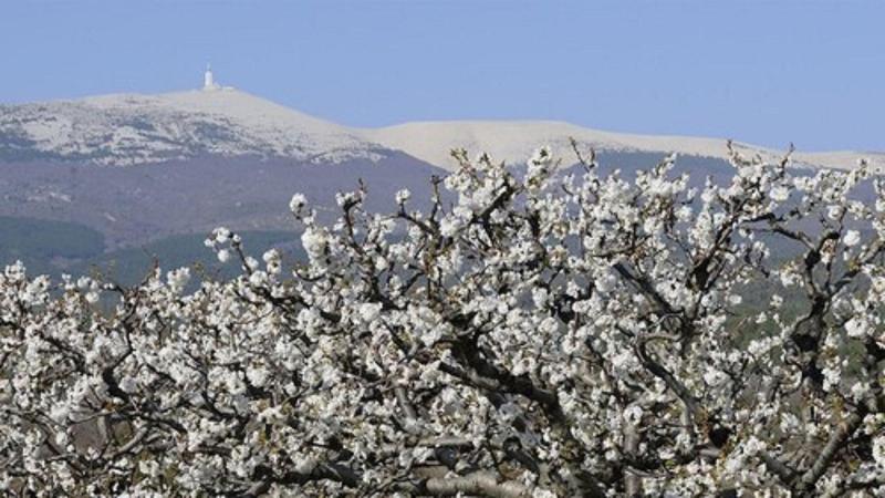 Le Safari Hotel Restaurant