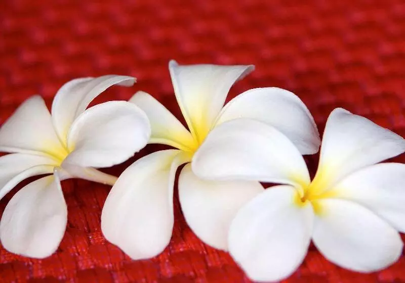 هتل Sofitel Bora Bora Marara Beach Resort