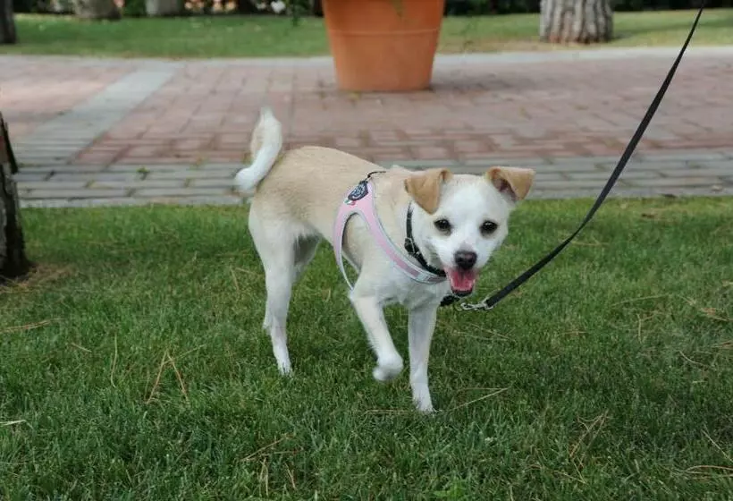 Отель Dei Coralli