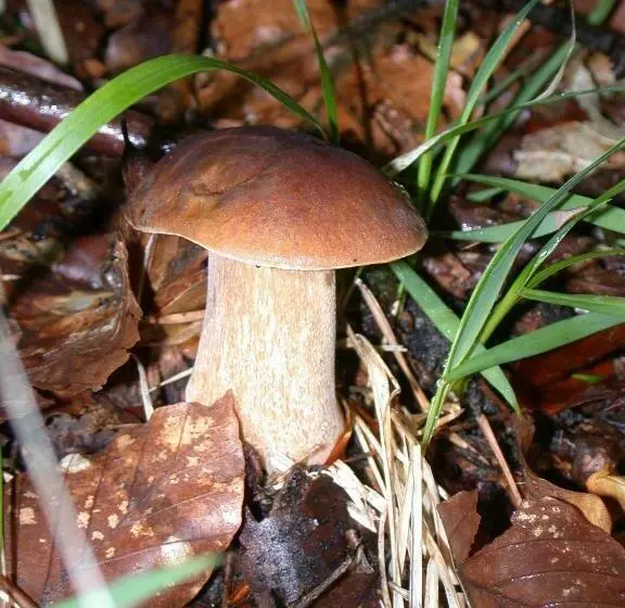 Residence Margherita