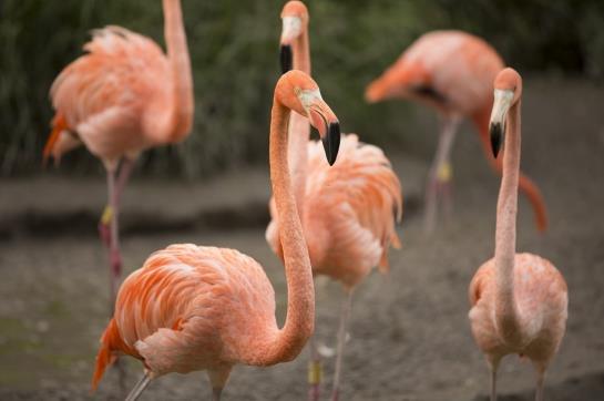 هتل Delano South Beach Miami