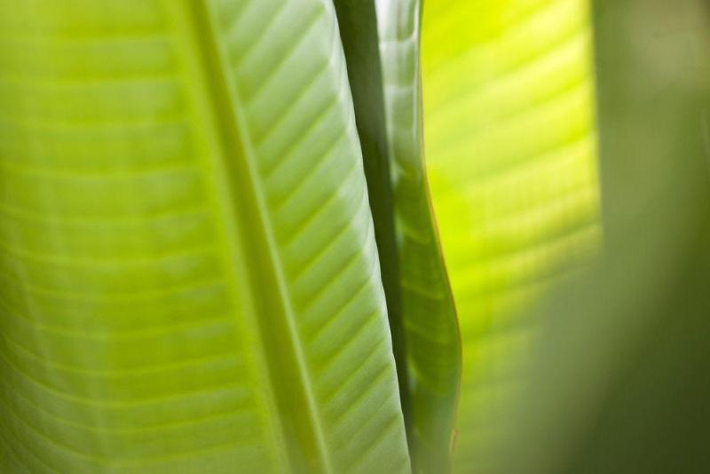 فندق The Westin Tampa Bay