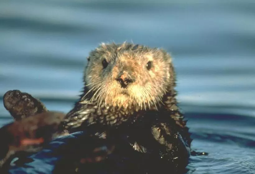 فندق Spindrift Inn