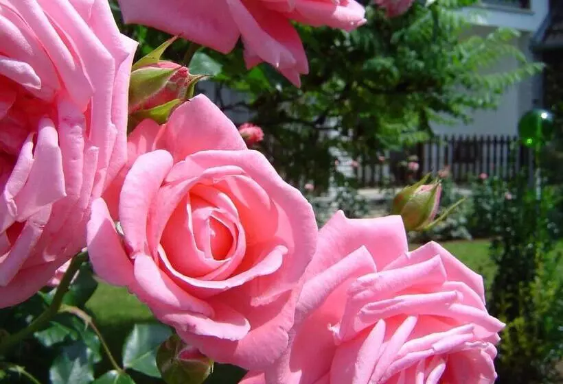 Отель Koller Panzió