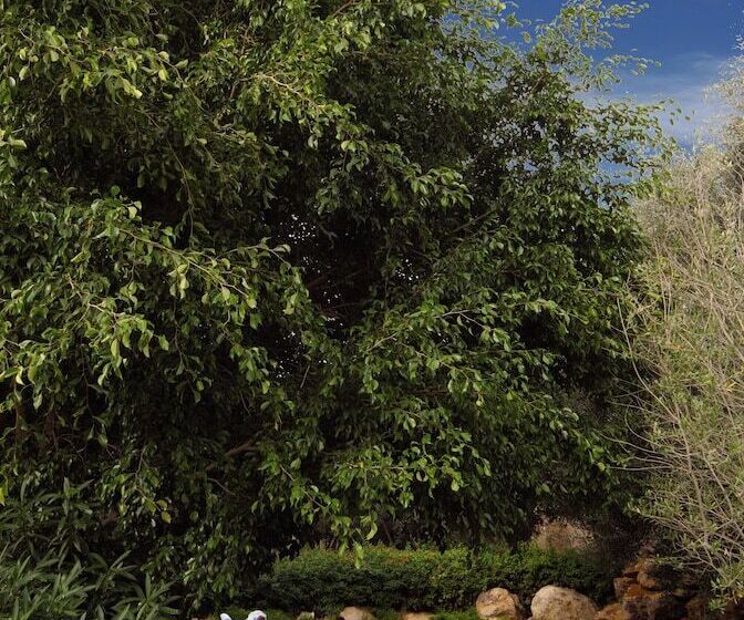 Mövenpick Resort & Spa Dead Sea