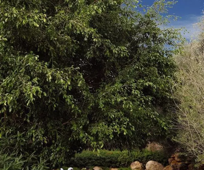 Mövenpick Resort & Spa Dead Sea