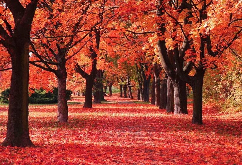 فندق The Parkwood Inn & Suites