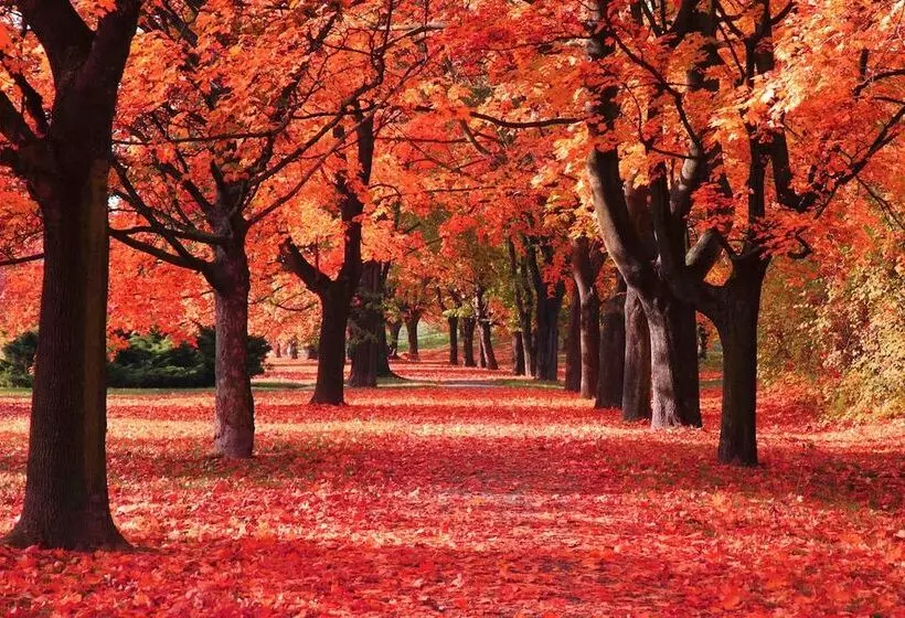 בית מלון כפרי The Parkwood Inn & Suites