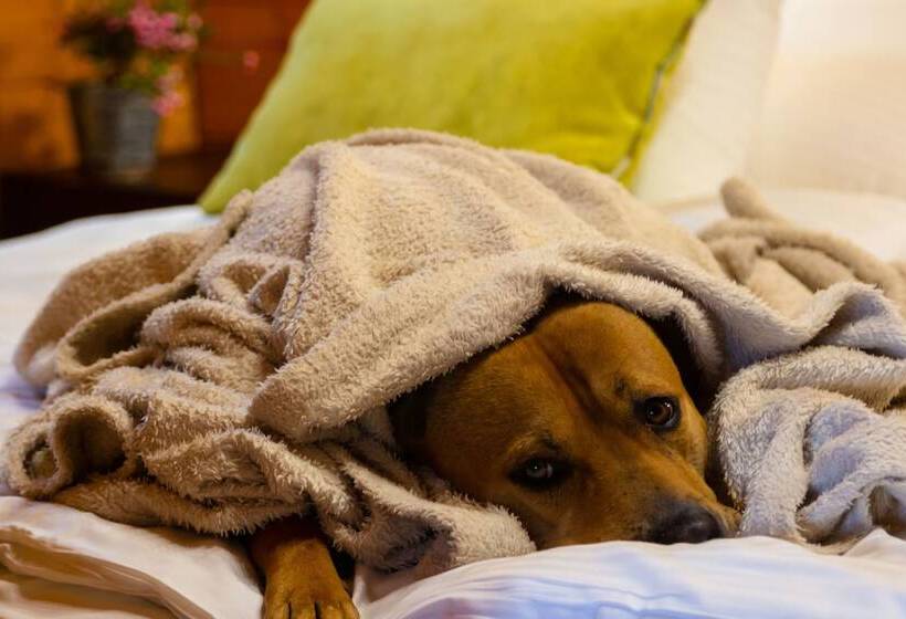 酒店 Petneházy Apart