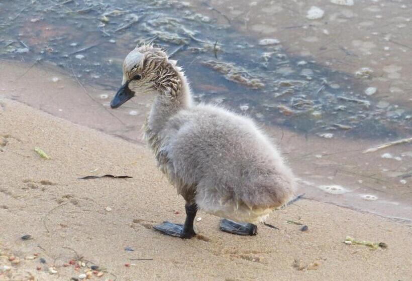 فندق على الطريق Lakes Entrance Waterfront Cottages With King Beds