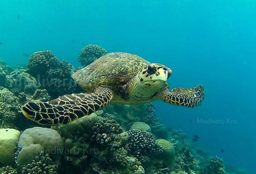 پانسیون Madivaru Kro