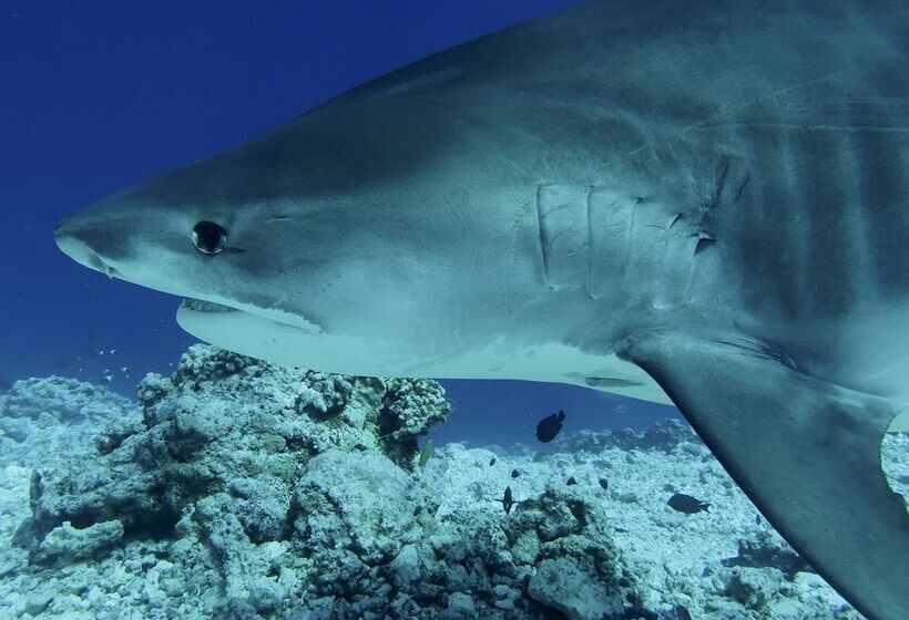 هتل Isle Royal Inn