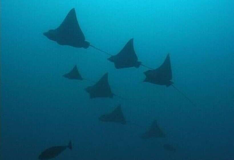 هتل South Ari Inn