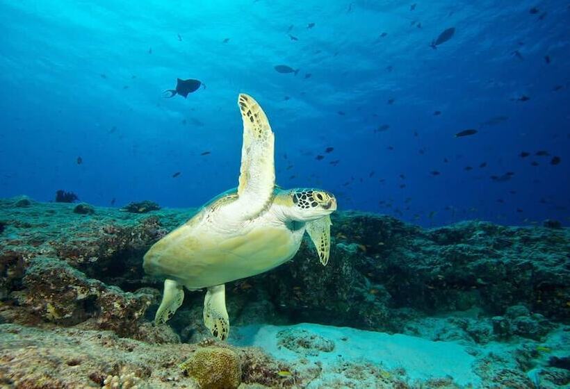 هتل South Ari Inn