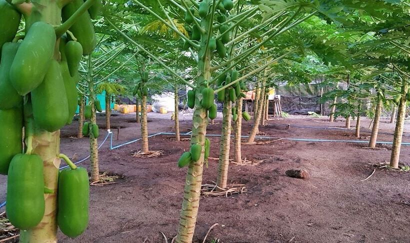 هتل South Ari Inn