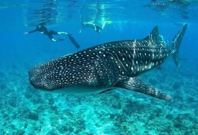 هتل South Ari Inn