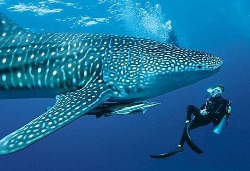 هتل South Ari Inn