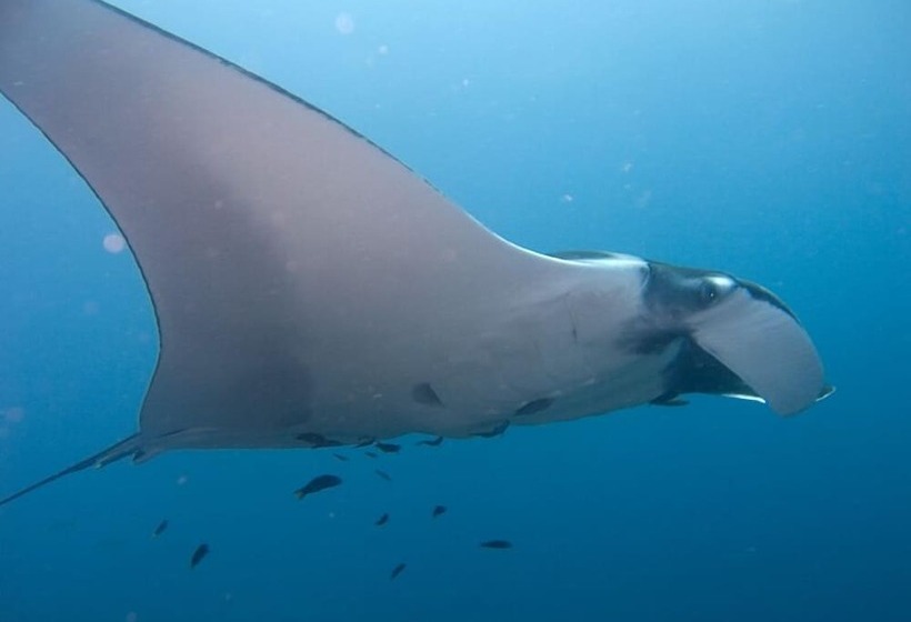 هتل South Ari Inn