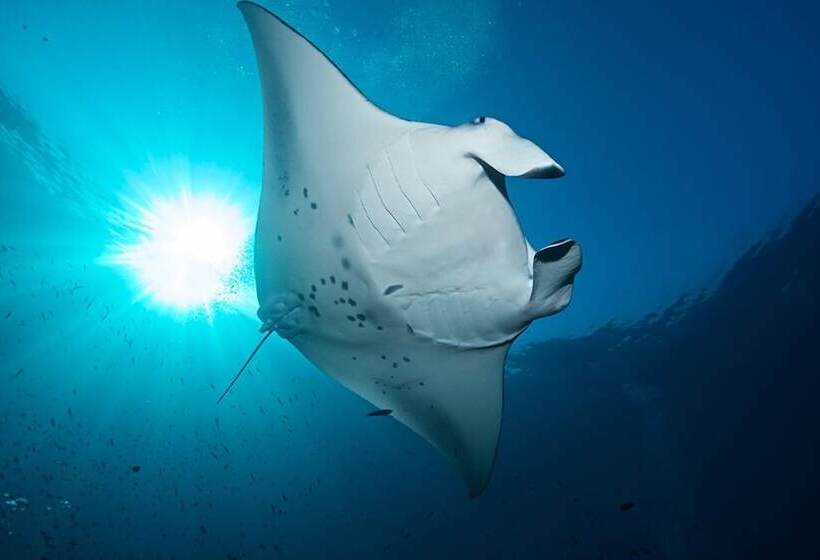 هتل South Ari Inn