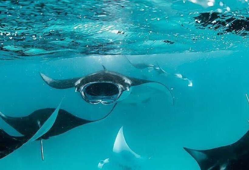 هتل South Ari Inn