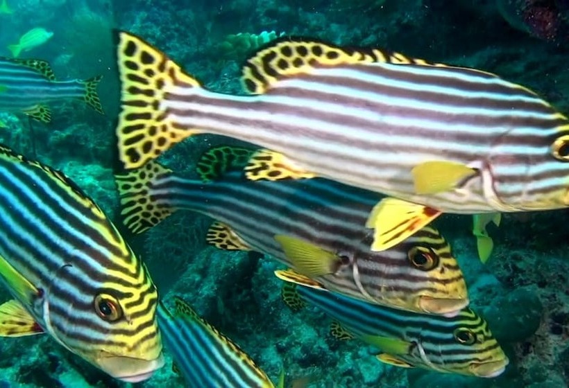 هتل South Ari Inn