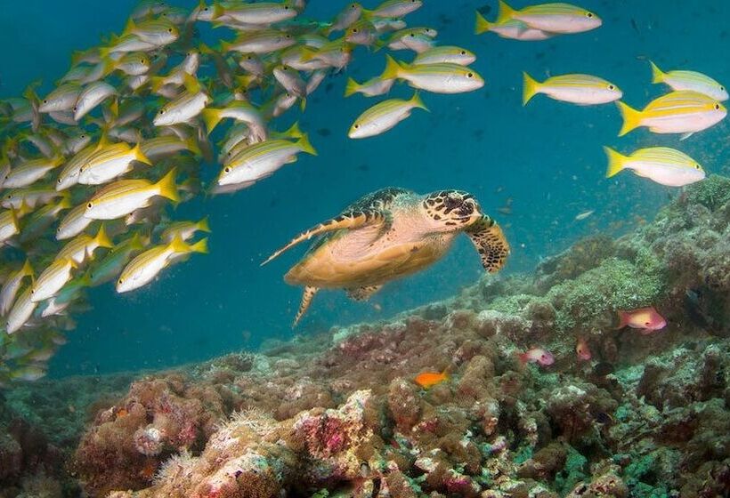 هتل South Ari Inn