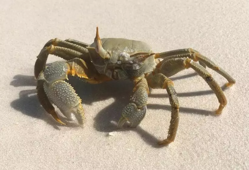 پانسیون Dive Villa Thoddoo