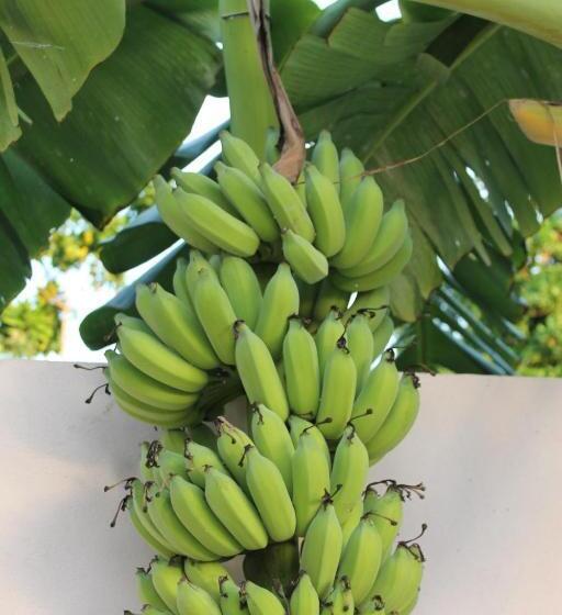 Pensió Evila Inn Thoddoo