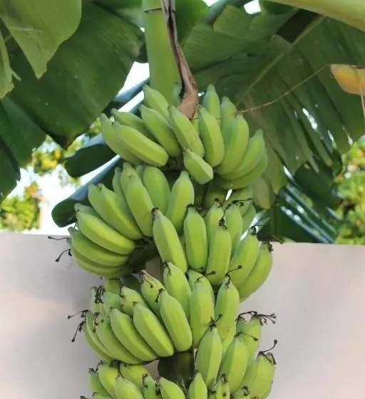 پانسیون Evila Inn   Thoddoo