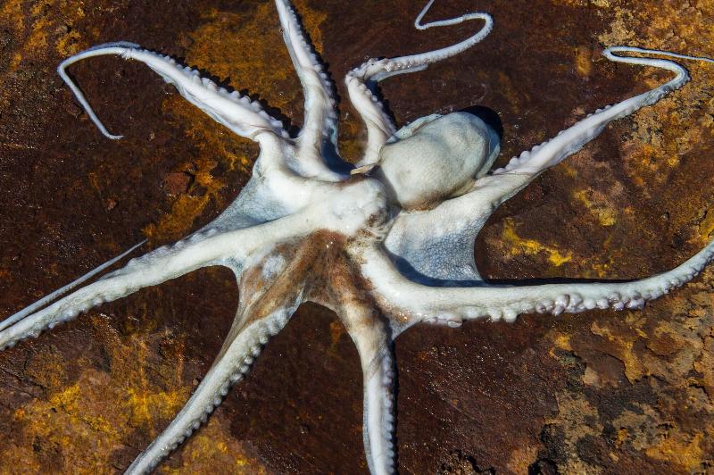 فندق Villa Ducale