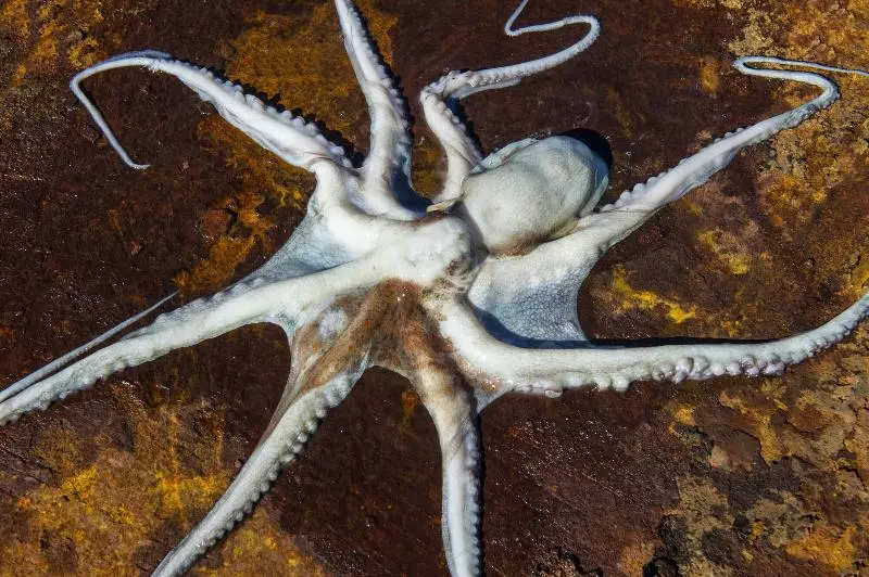 ホテル Villa Ducale