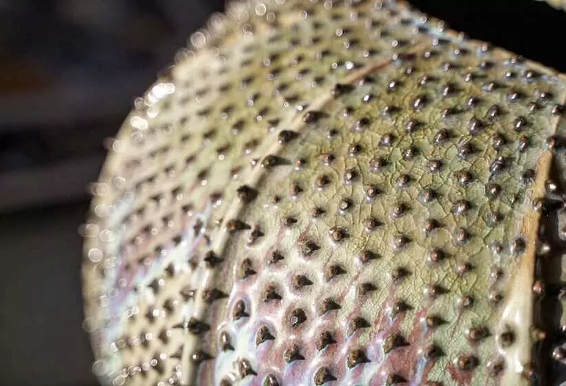 ホテル Villa Ducale