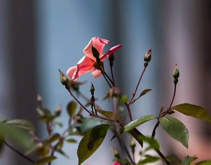 Отель Villa Sarah