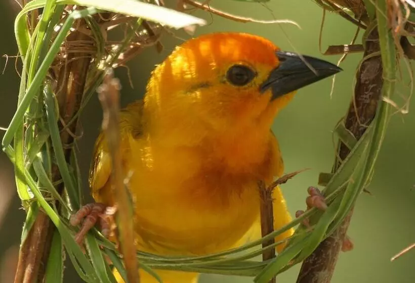 هتل Turtle Bay Beach Club