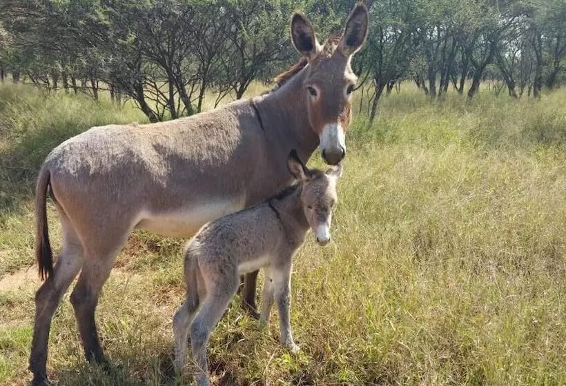 ホテル Grootgeluk Bush Camp