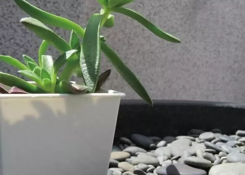 پانسیون The Wus