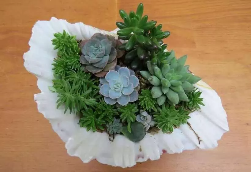 پانسیون The Wus