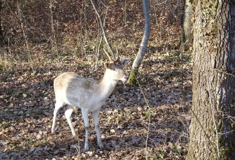 ホテル Château Lacaze