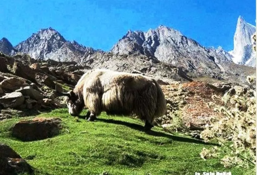 Hotel City Guest House