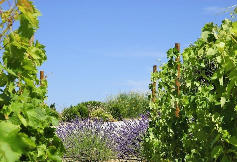 B&b Patios Des Vignes