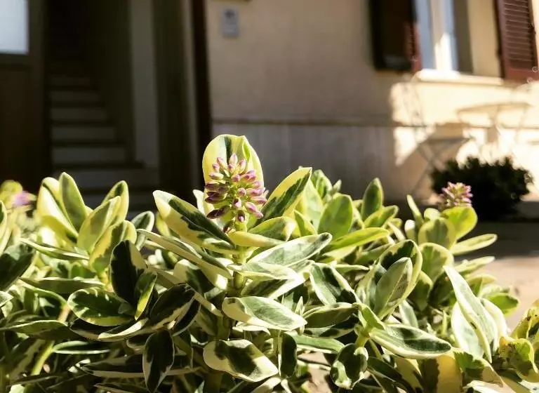 Le Campane Di Assisi