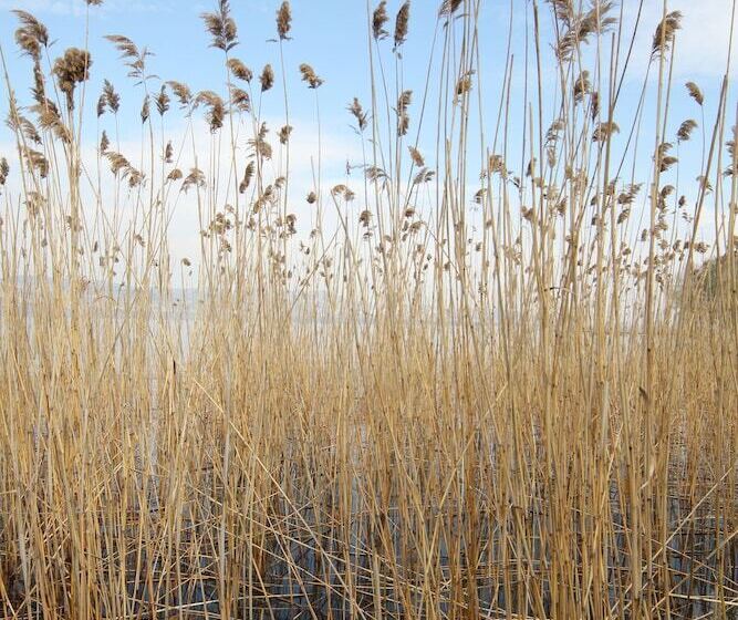 Beta Home Lake House